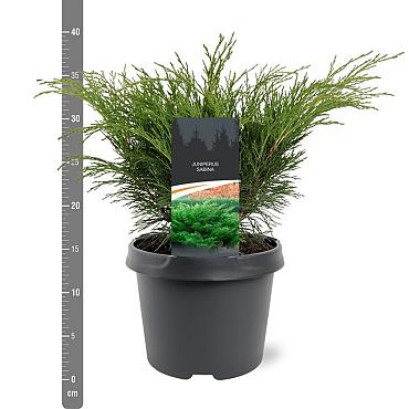 Juniperus sabina