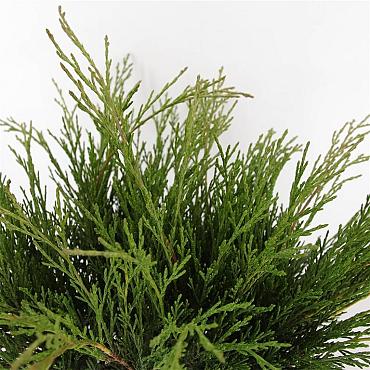 Juniperus sabina
