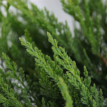 Juniperus sabina 'Tamariscifolia'