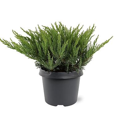 Juniperus sabina 'Tamariscifolia'