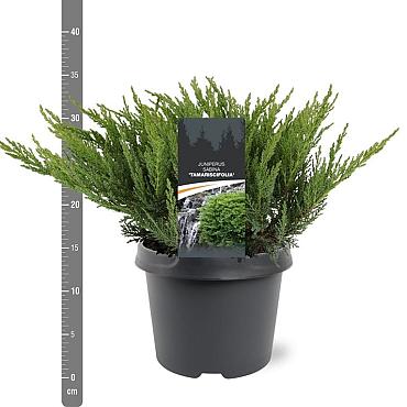 Juniperus sabina 'Tamariscifolia'
