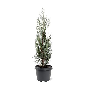 Juniperus s. 'Moonglow'