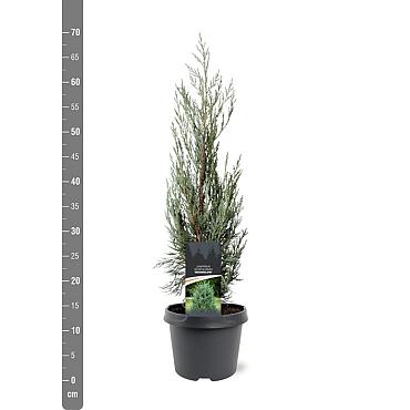 Juniperus s. 'Moonglow'