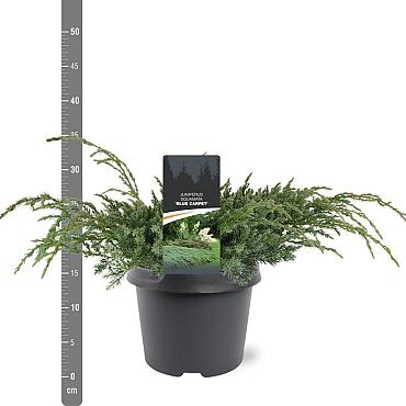 Juniperus squamata 'Blue Carpet'