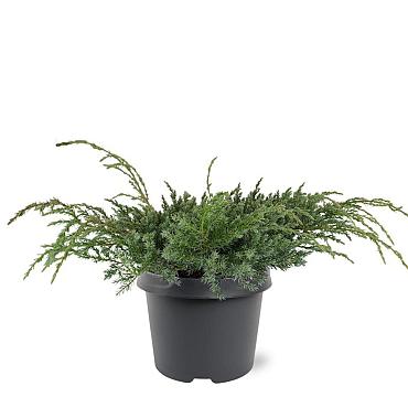 Juniperus squamata 'Blue Carpet'