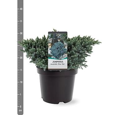 Juniperus squamata 'Blue Star'