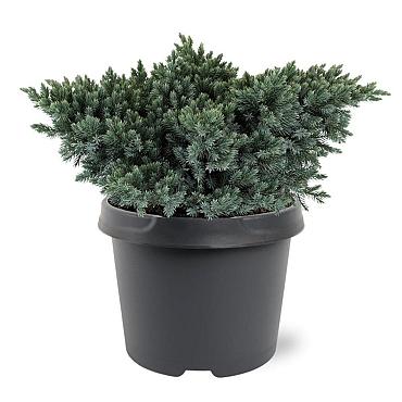 Juniperus squamata 'Blue Star'