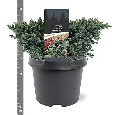 Juniperus squamata 'Blue Star'