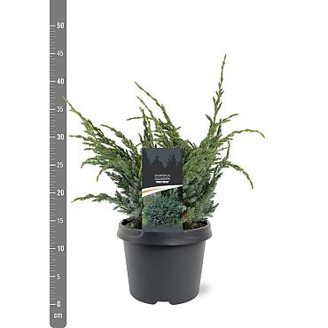 Juniperus squamata 'Meyeri'