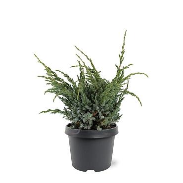 Juniperus squamata 'Meyeri'