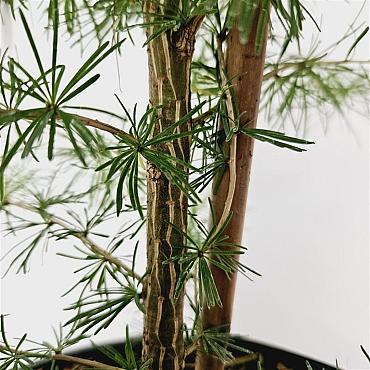 Larix decidua