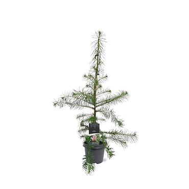 Larix decidua