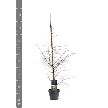 Larix decidua