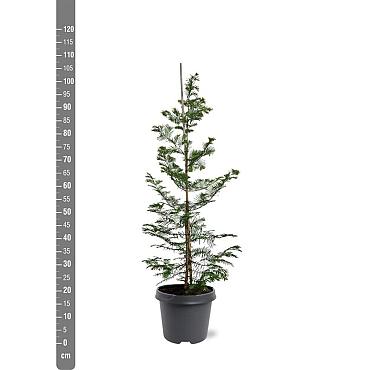 Metasequoia glyptostroboides