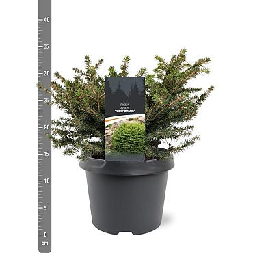 Picea a. 'Nidiformis'