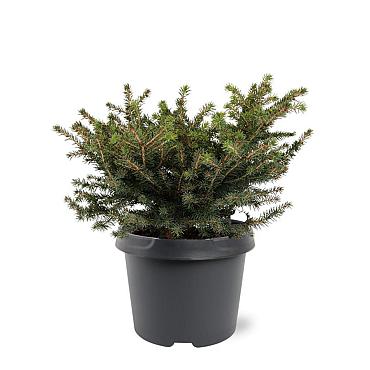 Picea a. 'Nidiformis'