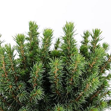 Picea gl. 'Alberta Globe'