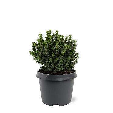 Picea gl. 'Alberta Globe'