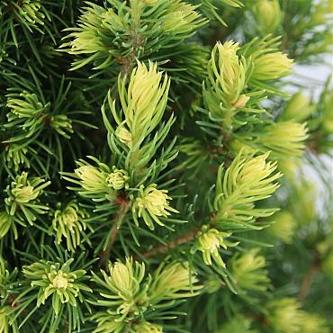 Picea gl. 'Rainbow's End'