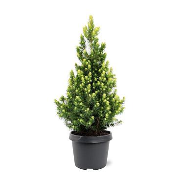 Picea gl. 'Rainbow's End'