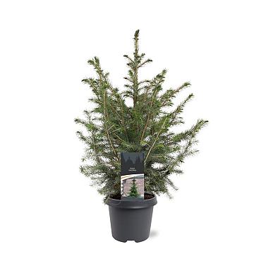Picea omorika