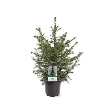 Picea omorika