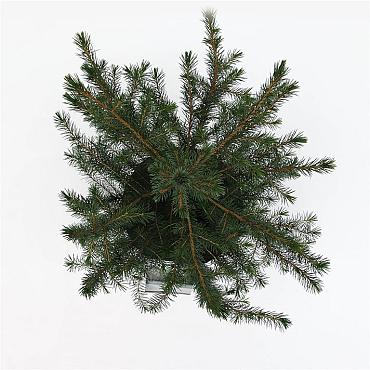 Picea omorika