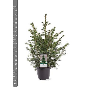 Picea omorika