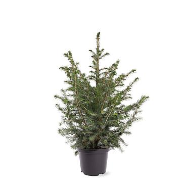 Picea omorika