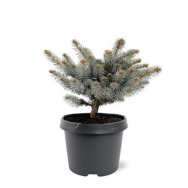 Picea pungens 'Glauca Globosa'