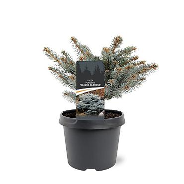 Picea pungens 'Glauca Globosa'