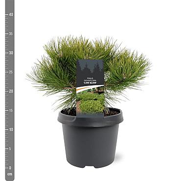 Pinus dens. 'Low Glow'