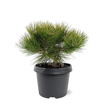 Pinus dens. 'Low Glow'