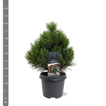 Pinus heldreichii 'Compact Gem'