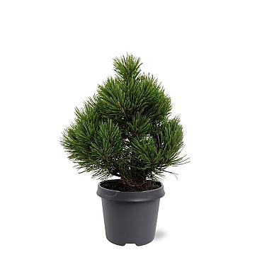 Pinus heldreichii 'Compact Gem'