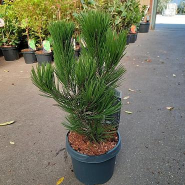 Pinus heldreichii 'Compact Gem'