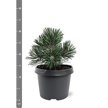 Pinus mugo 'Green Pearl'