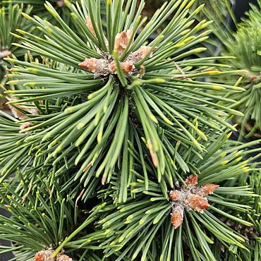 Pinus mugo 'Green Pearl'