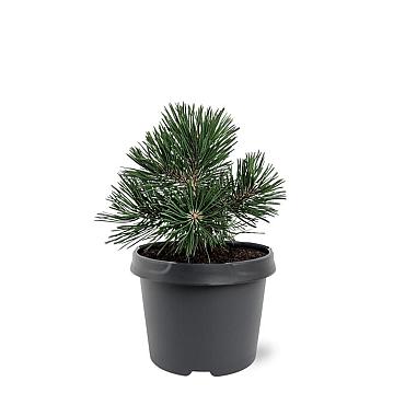 Pinus mugo 'Green Pearl'