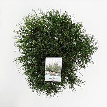 Pinus mugo mugo