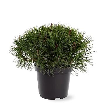 Pinus mugo mugo