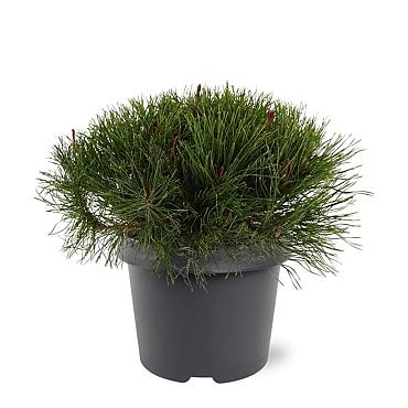 Pinus mugo mugo