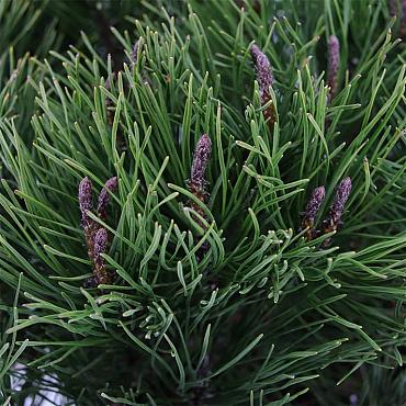 Pinus mugo mugo