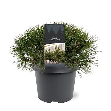 Pinus mugo mugo