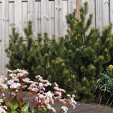 Pinus mugo mugo