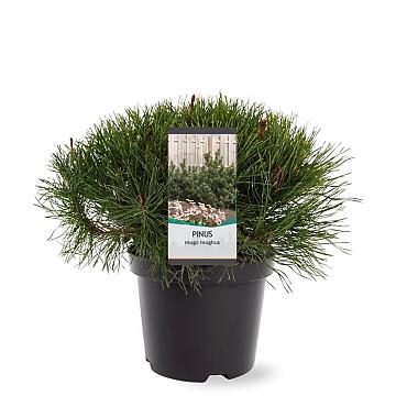 Pinus mugo mugo