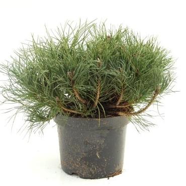 Pinus mugo mugo
