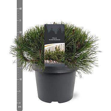 Pinus mugo mugo