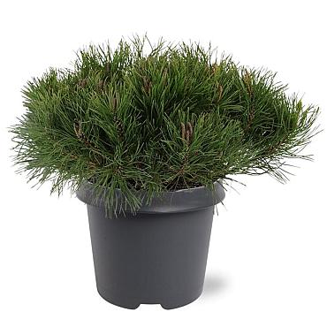 Pinus mugo mugo