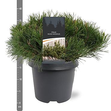 Pinus mugo mugo